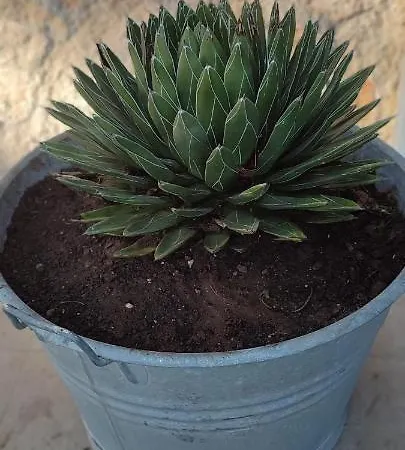 לינה וארוחת בוקר Saracino בארי