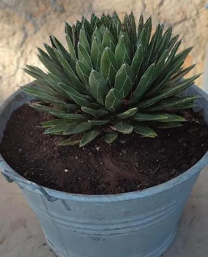 לינה וארוחת בוקר Saracino בארי